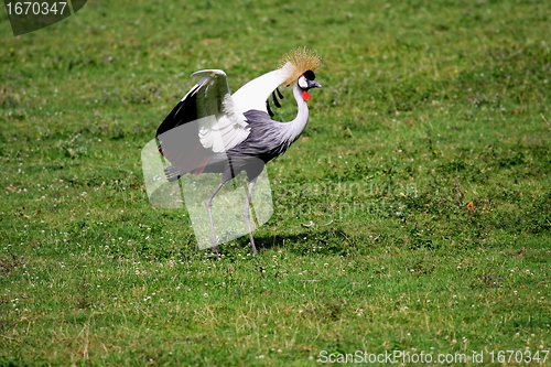 Image of crowned crane