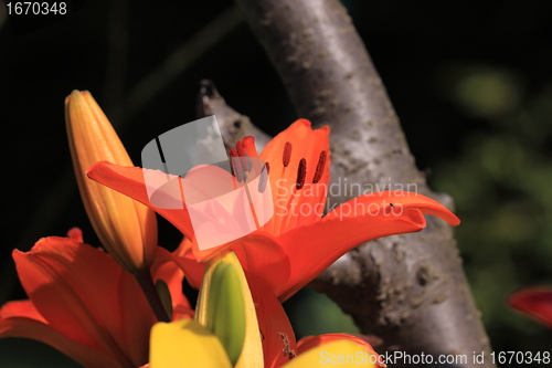 Image of Flower Lilly