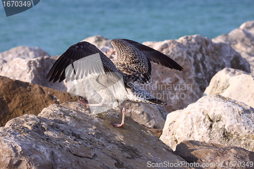 Image of Young Gull, seagull