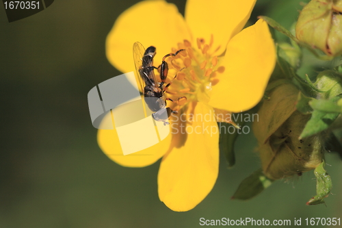 Image of hoverfly Syrphe syrphidae