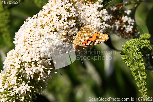 Image of Butterfly cynthia cardui, la belle dame