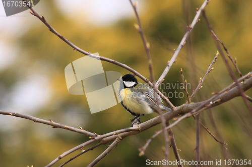 Image of Black Tit