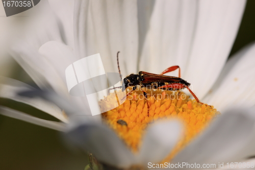 Image of stenopterus rufus (linnaeus)