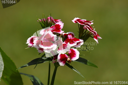 Image of Sweet William