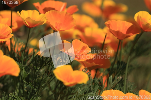 Image of Eschscholtzia of California, california poppy
