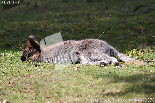 Image of Bennett Wallaby, Kangaroo