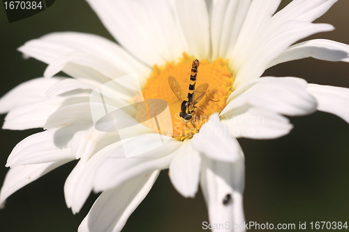 Image of hoverfly Syrphe syrphidae