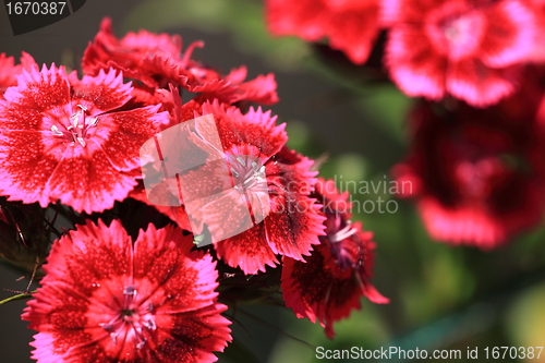 Image of Sweet William