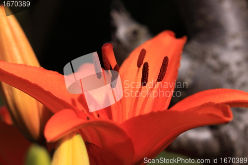 Image of Flower Lilly