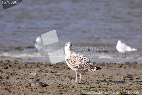 Image of Young Gull, seagull