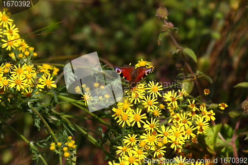 Image of Butterfly inachis, Paon du jour, peacock