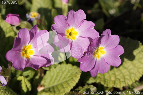 Image of primula