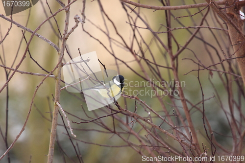 Image of Black Tit