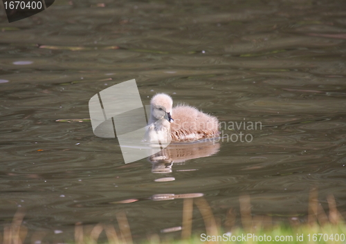 Image of Young black swan, cygnets anatidae