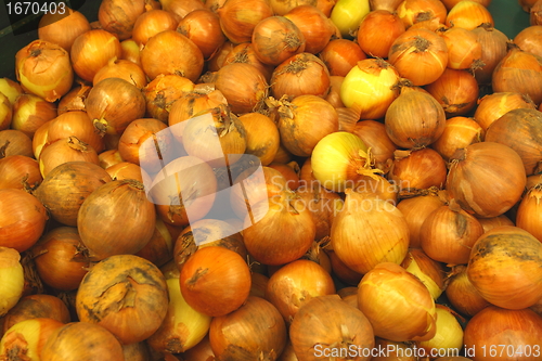 Image of Display onion, etalage d oignons