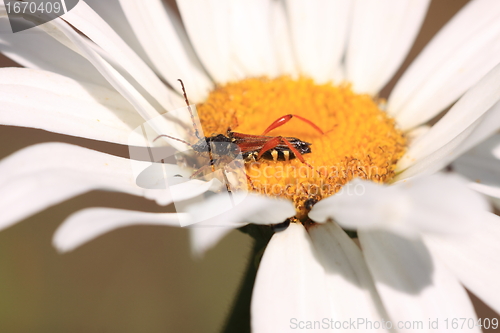 Image of stenopterus rufus (linnaeus)