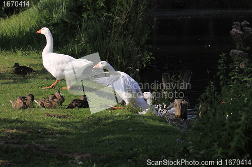 Image of white geeses and ducks