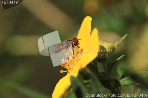 Image of hoverfly Syrphe syrphidae