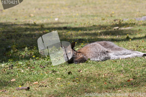 Image of Bennett Wallaby, Kangaroo