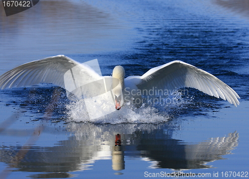 Image of Swan attack