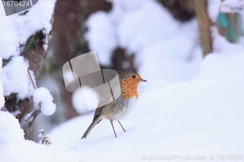 Image of robin in the snow