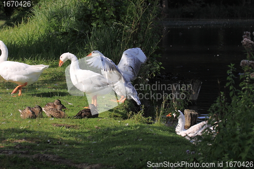 Image of white geeses and ducks