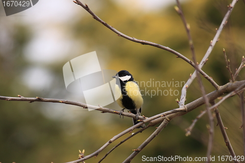 Image of Black Tit