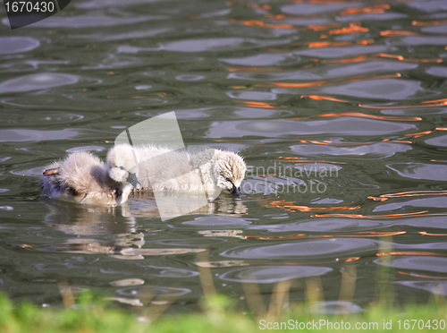 Image of Young black swan, cygnets anatidae