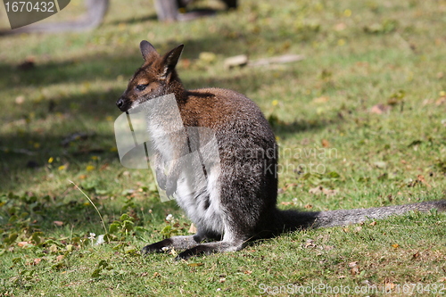 Image of Bennett Wallaby, Kangaroo