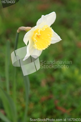 Image of daffodil,  narcissus, jonquille, narcisse