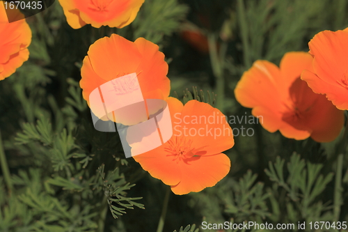 Image of Eschscholtzia of California, california poppy