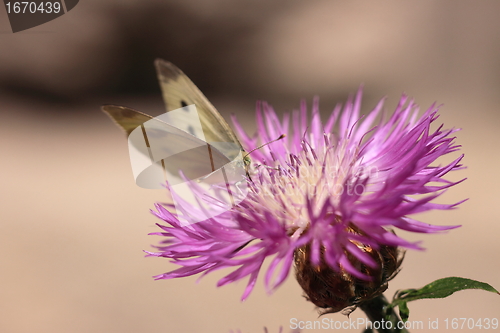 Image of pieris rapae, pieride de la rave