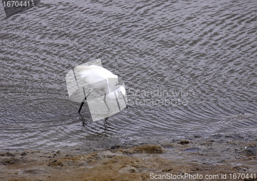 Image of Little Egret, Aigrette Garzette