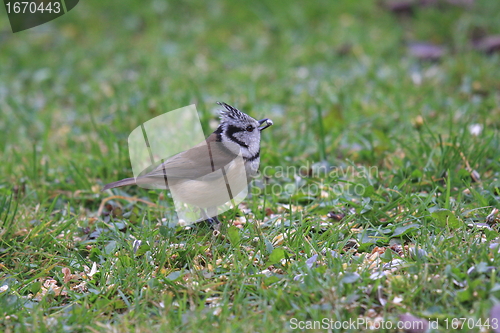 Image of Titmice, Tit 