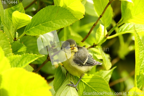 Image of Baby blue tit, chick