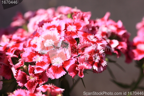 Image of Sweet William