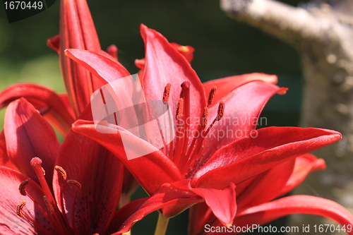 Image of Flower Lilly