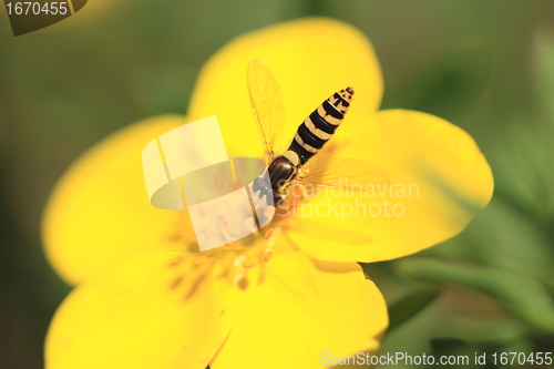 Image of hoverfly Syrphe syrphidae