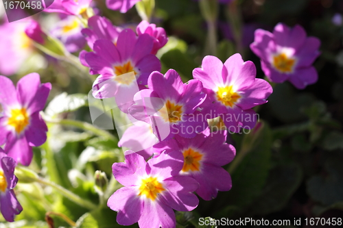 Image of primula