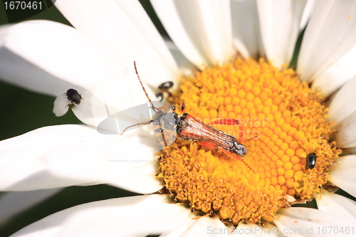 Image of stenopterus rufus (linnaeus)