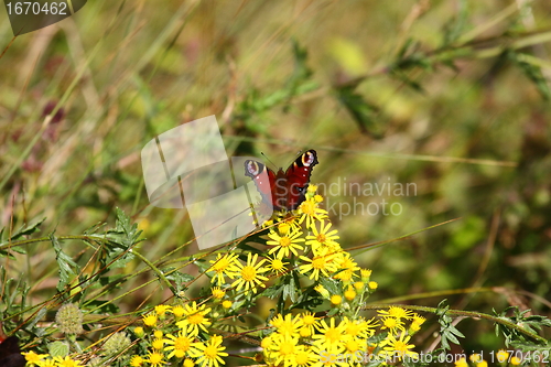 Image of Butterfly inachis, Paon du jour, peacock