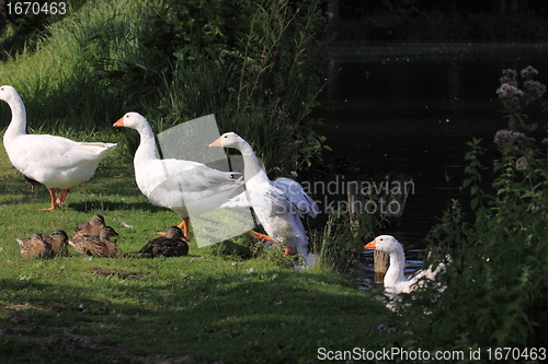 Image of white geeses and ducks