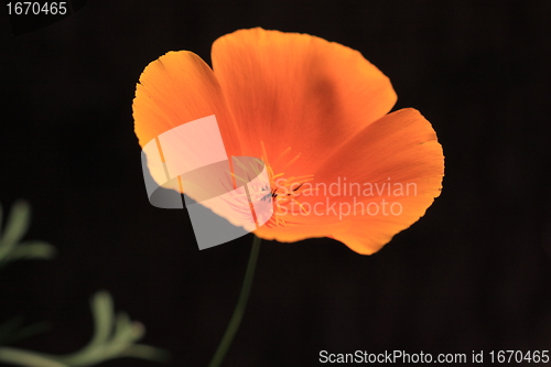 Image of Eschscholtzia of California, california poppy