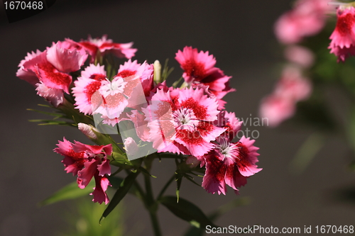 Image of Sweet William