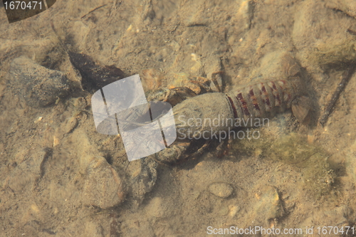 Image of crayfish in its natural environment, in water