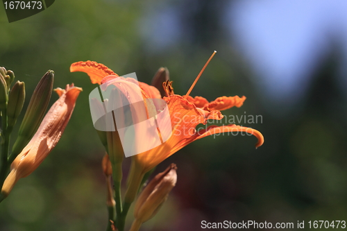 Image of Flower Lilly