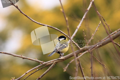 Image of Black Tit