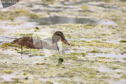 Image of Young mallard female, duck cane