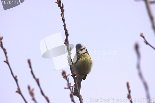 Image of Blue tit