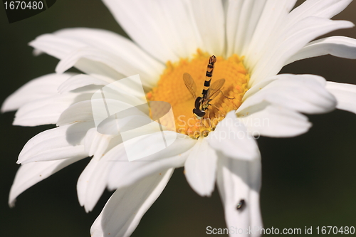 Image of hoverfly Syrphe syrphidae